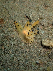 Thecacera