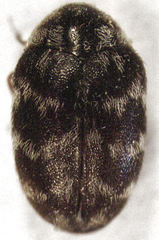 Anthrenocerus australis