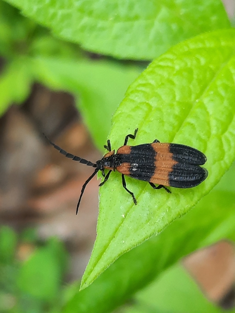 Banded Net-winged Beetle