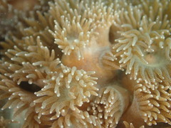 Duncanopsammia peltata