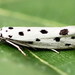 Ethmia dodecea - Photo (c) Andrey Ponomarev, some rights reserved (CC BY-NC), uploaded by Andrey Ponomarev
