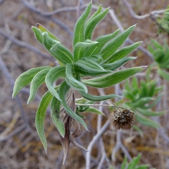 Scalesia villosa