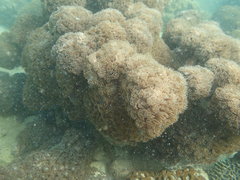 Duncanopsammia peltata