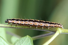 Ethmia pyrausta