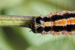 Ethmia pyrausta