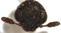 Anthrenocerus australis