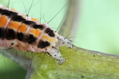 Ethmia pyrausta
