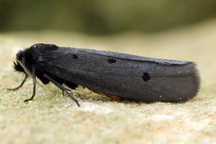 Ethmia pyrausta