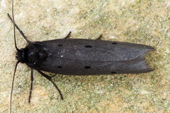 Ethmia pyrausta
