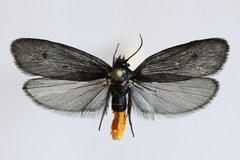 Ethmia pyrausta