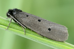 Ethmia pyrausta