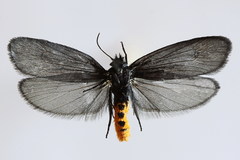 Ethmia pyrausta