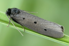 Ethmia pyrausta