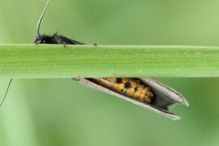 Ethmia pyrausta