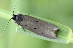Ethmia pyrausta