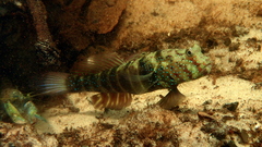 Ninebar Prawn-Goby photo 5
