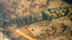 Ninebar Prawn-Goby photo 2