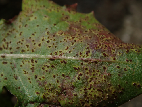 dandelion rust
