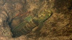 Ninebar Prawn-Goby photo 3