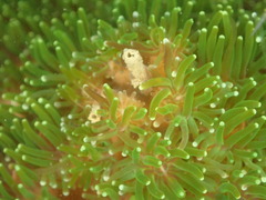 Galaxea fascicularis