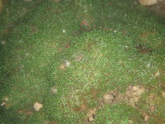 Galaxea fascicularis