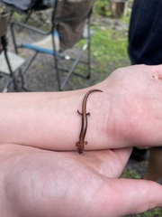 Plethodon cinereus image