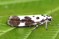 Ethmia quadrillella