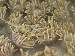 Duncanopsammia peltata