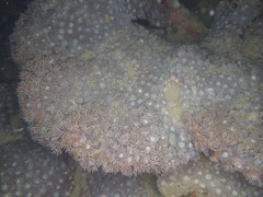 Duncanopsammia peltata