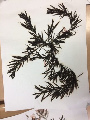 Sargassum filipendula observed 2018-12-03