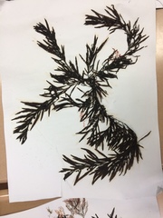 Sargassum filipendula