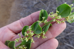 Cryptocarpus pyriformis