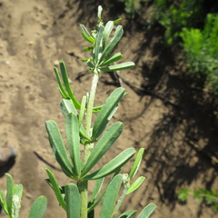 Indigofera flabellata