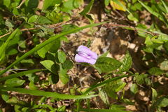 Centrosema virginianum