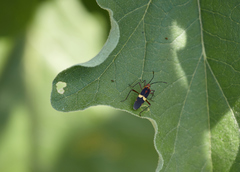 Hypselonotus interruptus