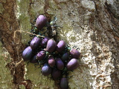 Metallonotus aerugineus