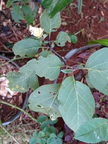 Datura metel
