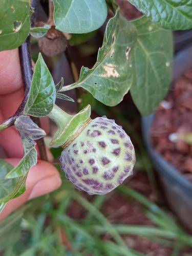 Datura metel