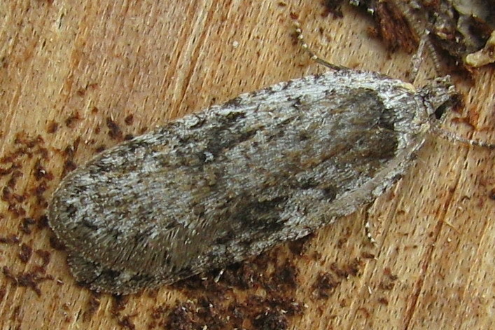 Scotch flat-body