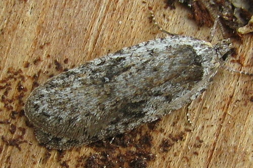 Exaeretia ciniflonella Zeller, 1846