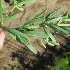 Indigofera flabellata