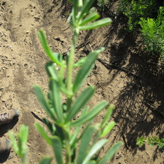 Indigofera flabellata