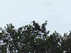Lophoceros fasciatus