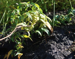 Dioscorea burchellii