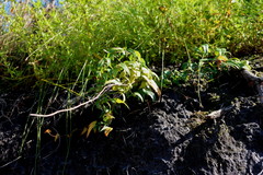 Dioscorea burchellii