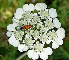 Stenurella septempunctata