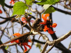 Colius striatus minor