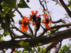 Colius striatus minor