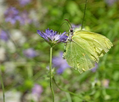 Gonepteryx farinosa