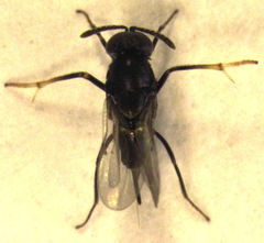 Coccidoctonus dubius